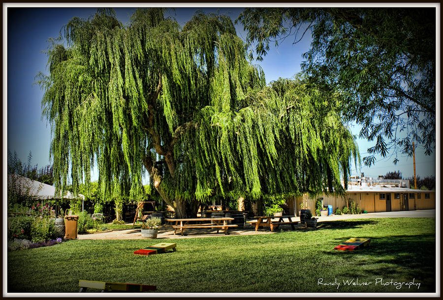 Weeping Willow Playground Photograph by Randy Wehner