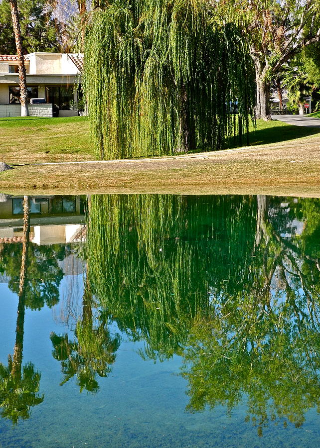 Weeping Willow Tree Reflected  Photograph by Kirsten Giving
