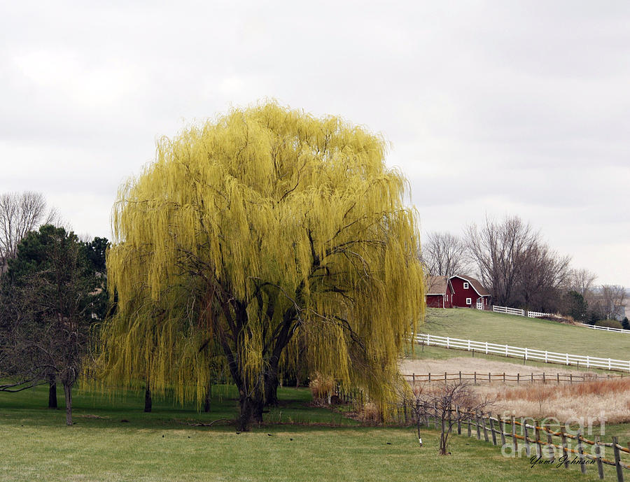 Weeping willow tree Photograph by Yumi Johnson