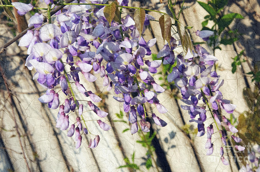 Weeping Wisteria Photograph by Andee Design