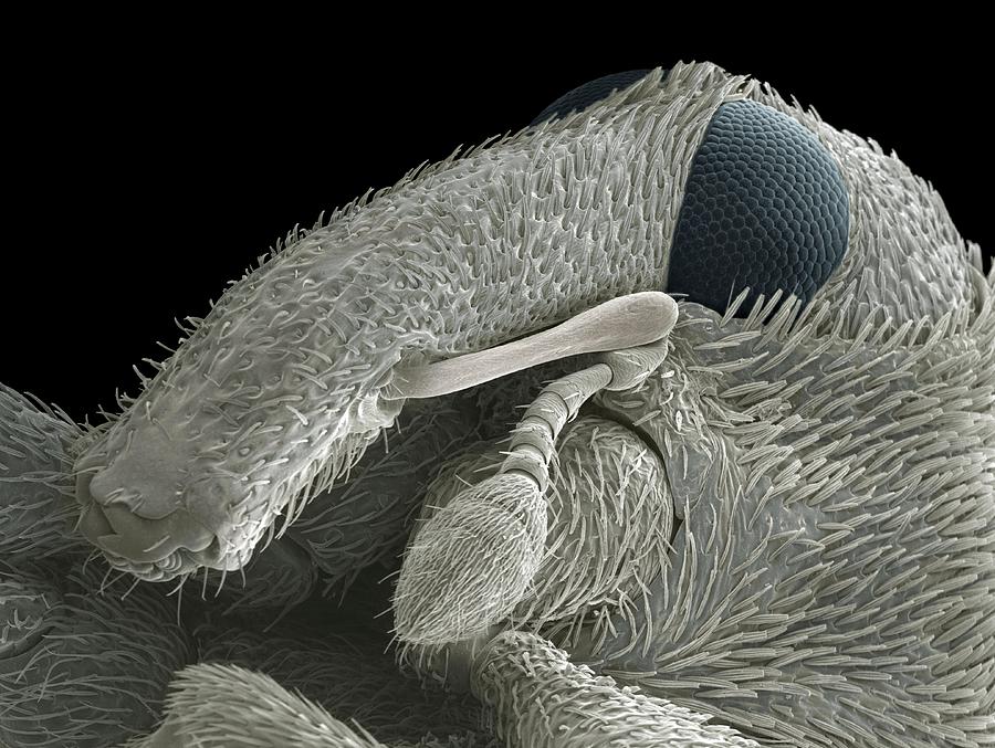 Nature Photograph - Weevil Head, Sem by Steve Gschmeissner