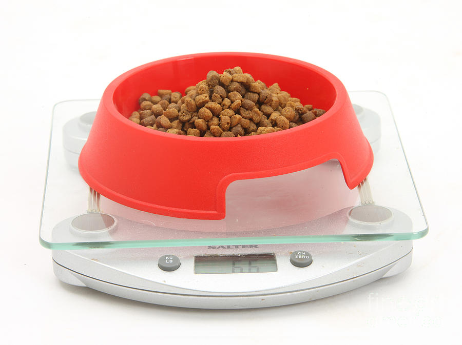 Weighing Dry Cat Food Photograph by Mark Taylor