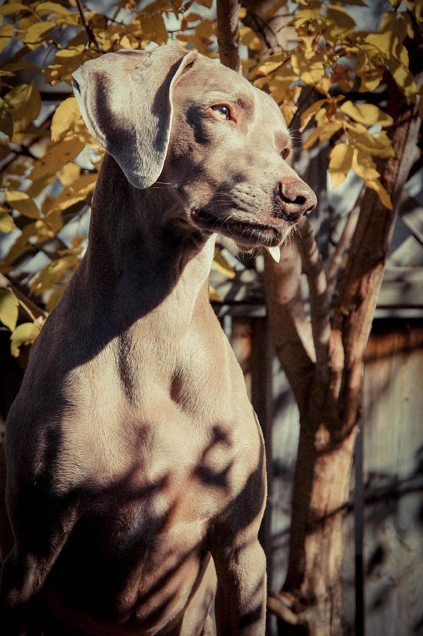 Weim Portrait Photograph by Tingy Wende