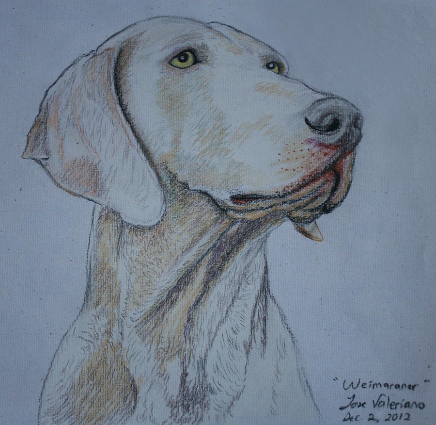 Weimaraner Dog Pastel by Martin Valeriano