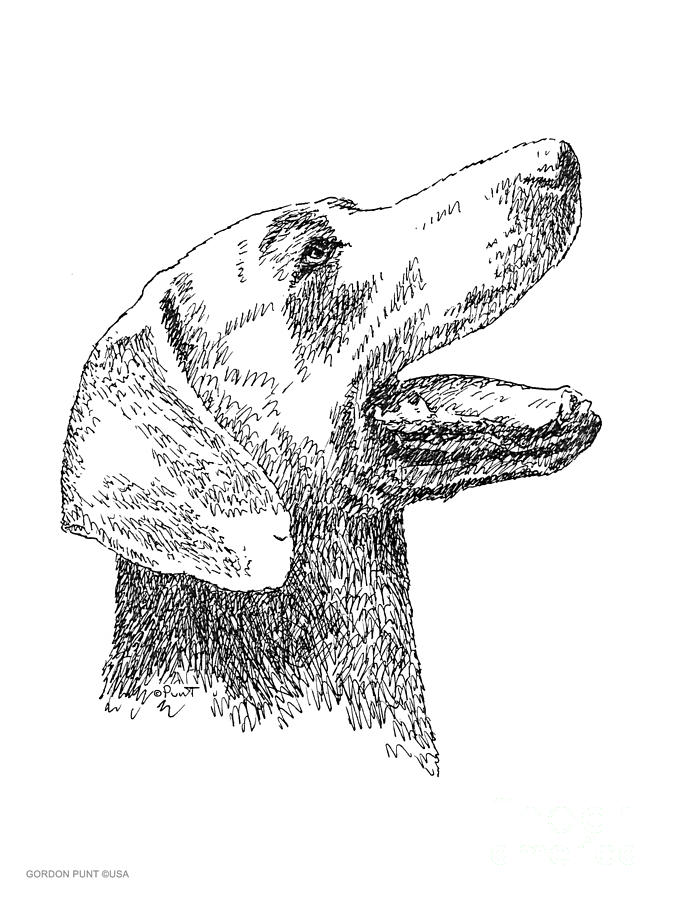Weimaraner-Drawing Drawing by Gordon Punt