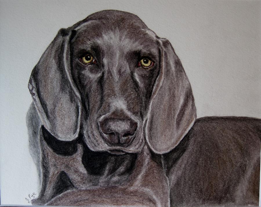 Dog Drawing - Weimaraner by Joan Pye