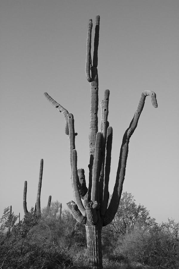 Weird Giant Saguaro Cactus in Black and White Photograph by James BO Insogna