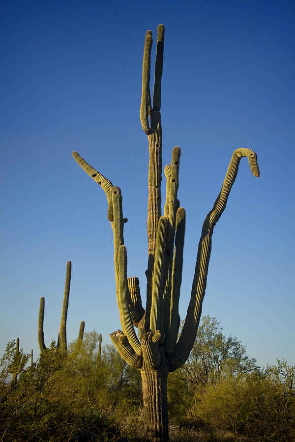 Weird Giant Saguaro Cactus with Blue Sky Photograph by James BO Insogna