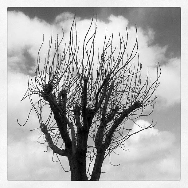Tree Photograph - #weird #tree ... #black_and_white #bw by Linandara Linandara