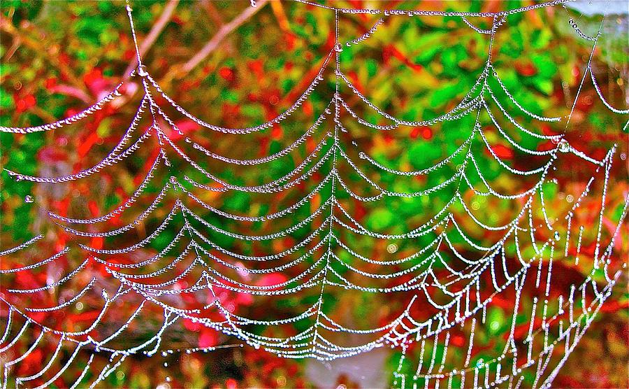 Spider Photograph - Welcome to My Parlor by Randy Rosenberger