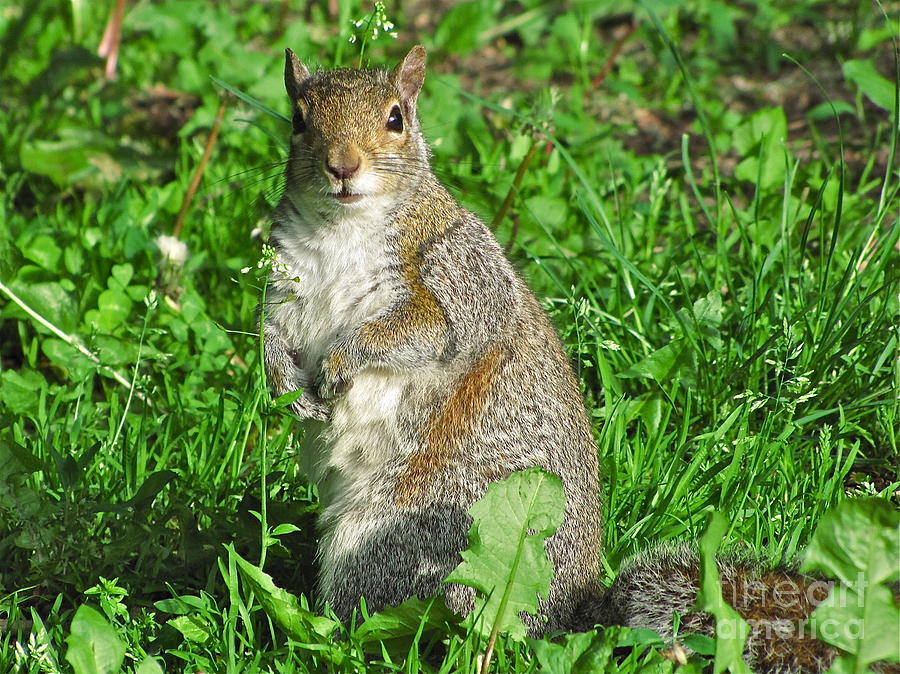 Well-fed Western Gray Squirrel Photograph by Sean Griffin