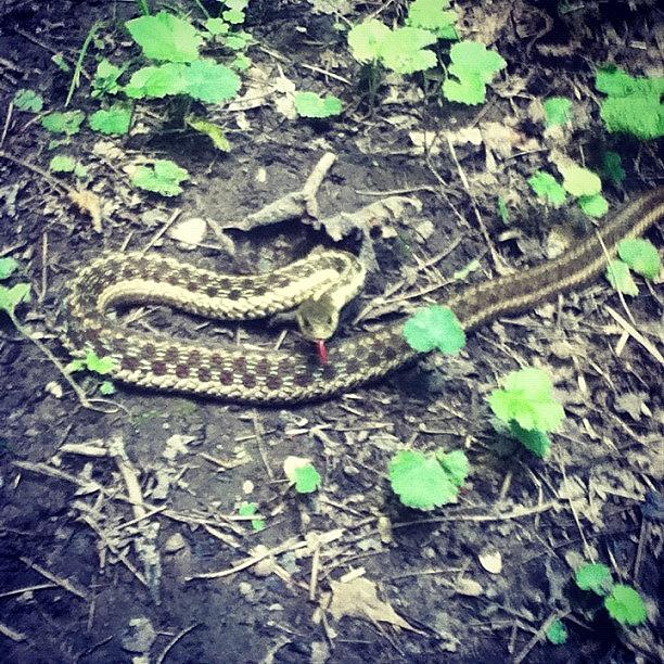Snake Photograph - Well Hello Mista Snake #snake #woods by Natalie Raymond