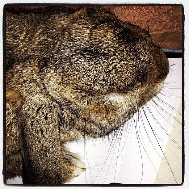 Rabbit Photograph - Well I Was Working Until My #rabbit by Emma Warrener
