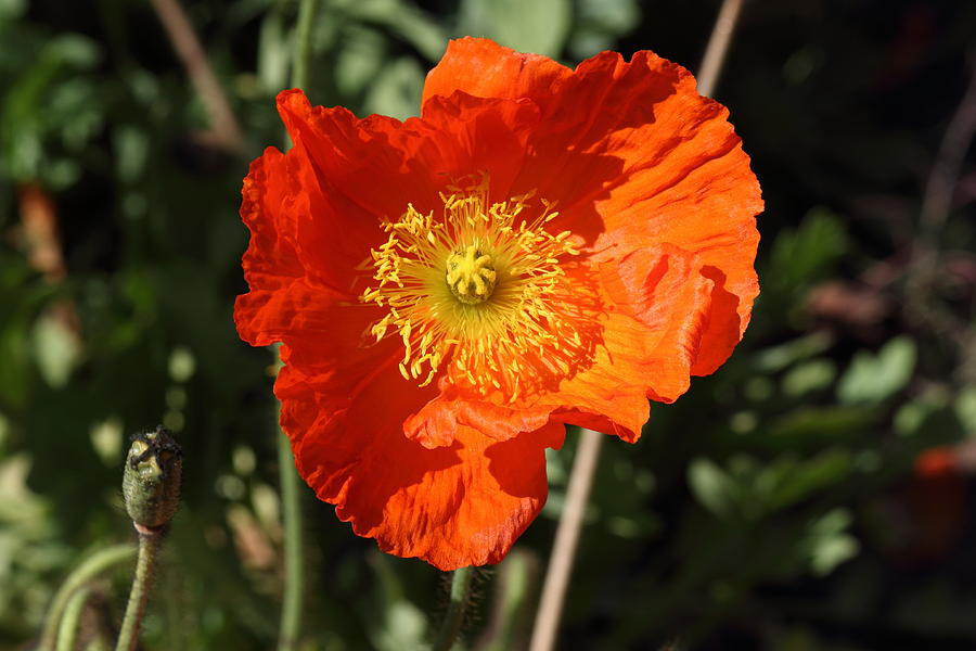 Welsh Poppy Orange Photograph by Nicolette Amanda Berry - Fine Art America