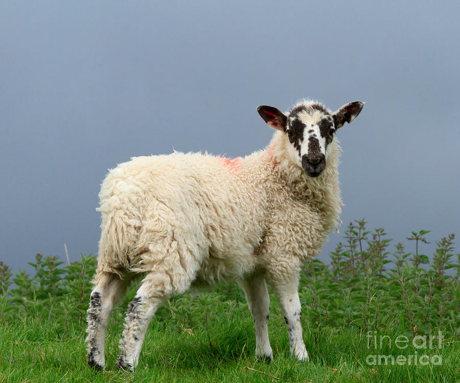 Wensleydale Lamb Photograph by Louise Heusinkveld