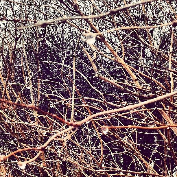 Winter Photograph - Went For A Stroll At Lunch #bush by Zach Sampson