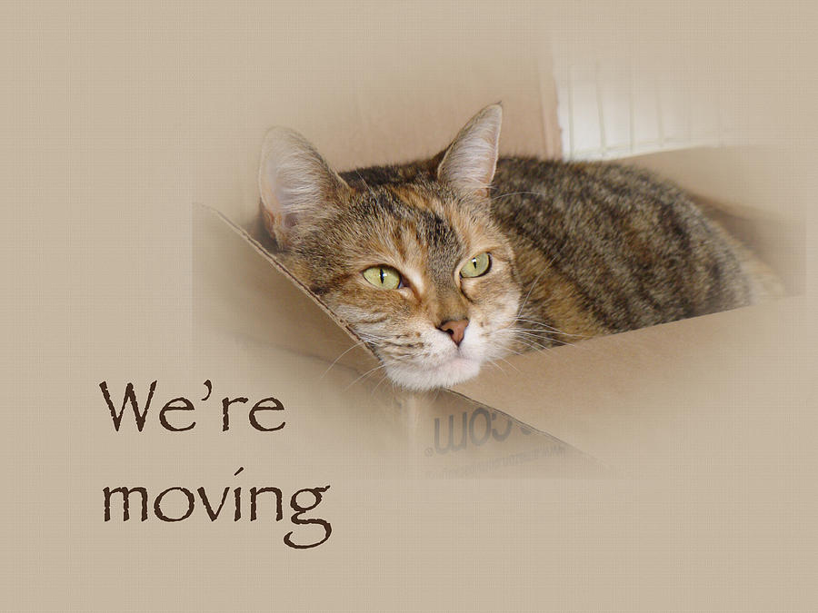 Were Moving Notification Greeting Card - Lily the Cat Photograph by Carol Senske