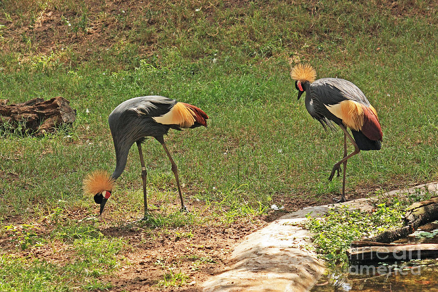 West African Crowned Cranes Photograph by Terri Mills