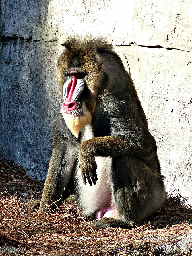 West African Mandrill Photograph by Jo Sheehan