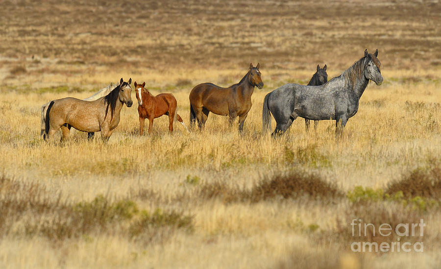 West Desert Stallion Photograph by Dennis Hammer