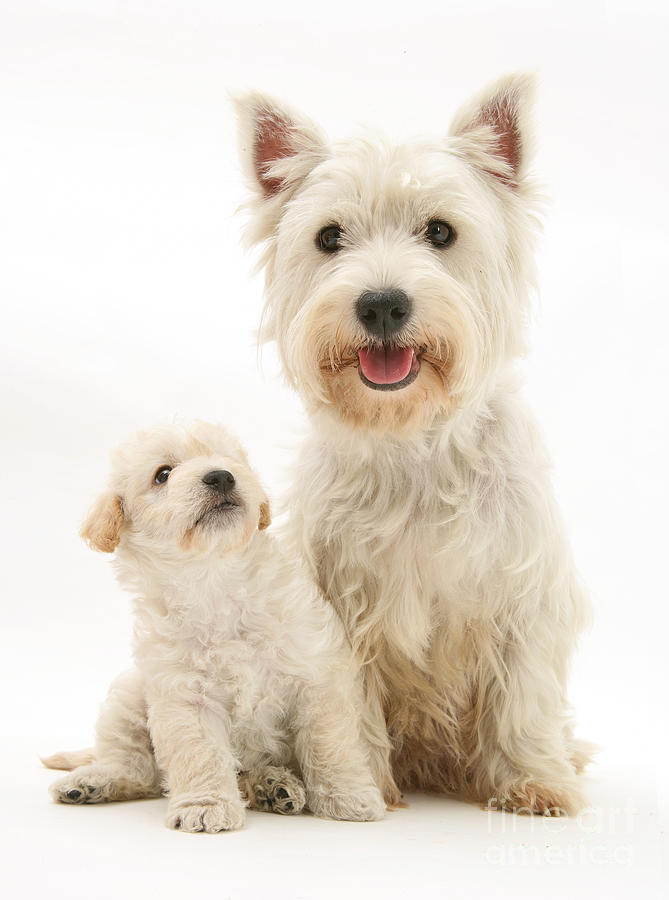 West Highland Terrier And Woodle Puppy Photograph by Jane Burton