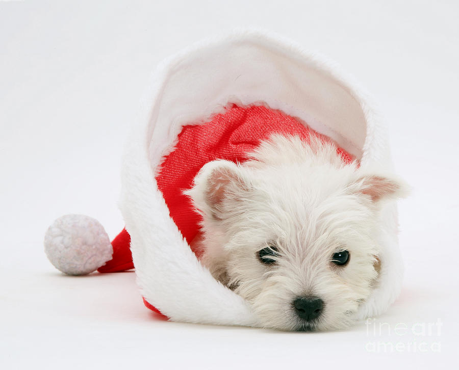 Dog Photograph - West Highland White Terrier by Jane Burton