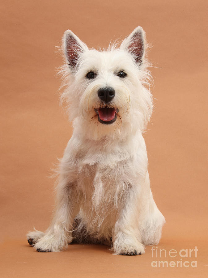 West Highland White Terrier Photograph by Mark Taylor