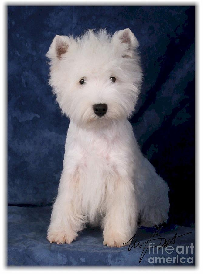 Dog Digital Art - West Highland White Terrier pup by Maxine Bochnia