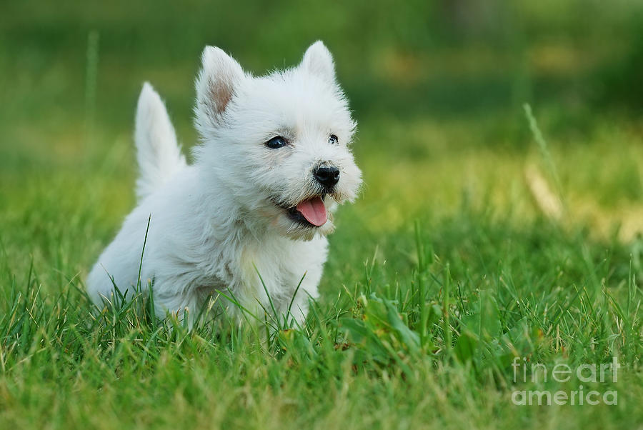 west highland white terrier puppy