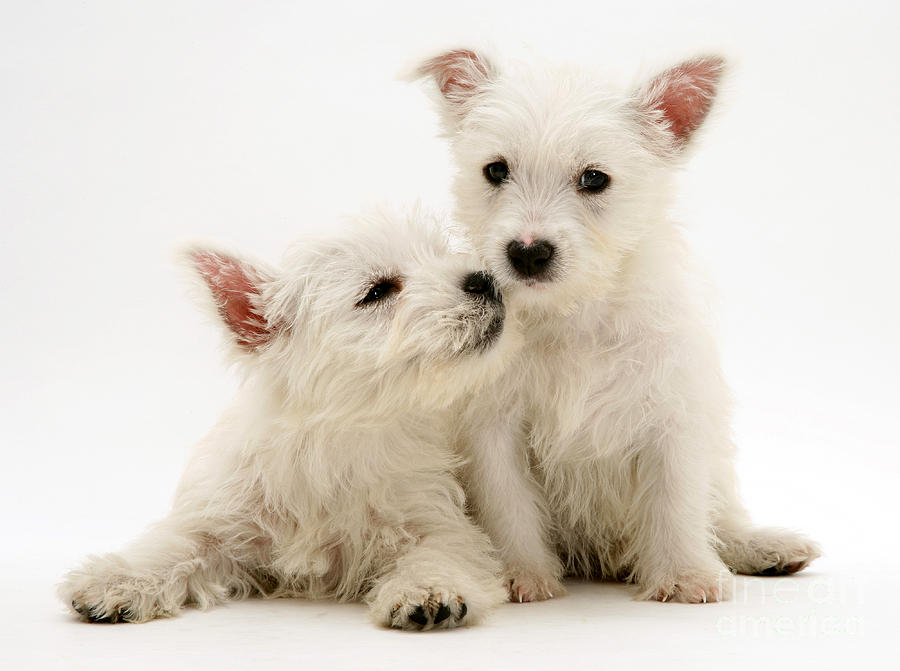West Highland White Terriers Photograph by Jane Burton