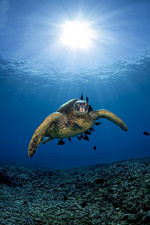 Fish Photograph - West Maui Sea Turtle by Dave Fleetham