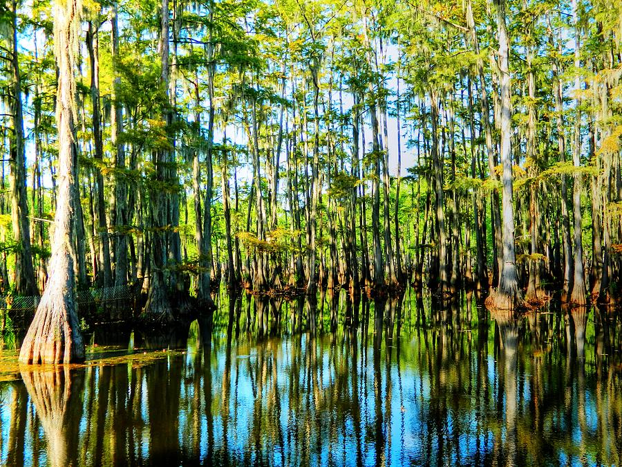 West Monroe Cypress Swamp Photograph by Ester McGuire
