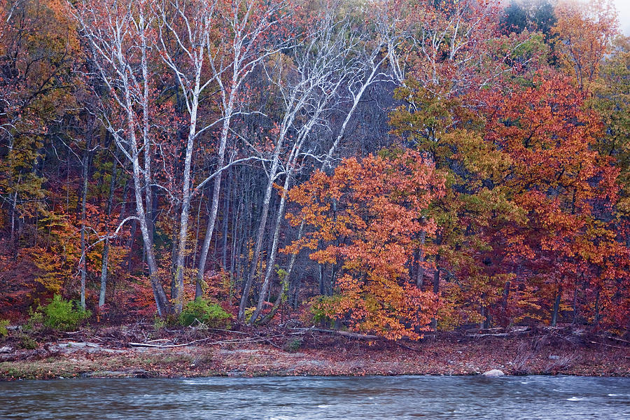 West River Trees Photograph by Tom Singleton