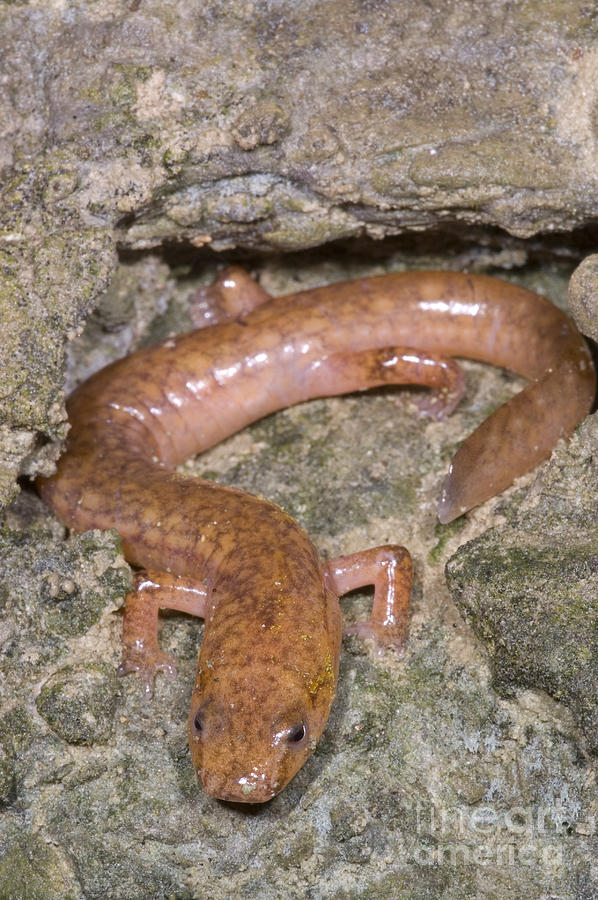 West Virginia Spring Salamander Photograph by Dante Fenolio