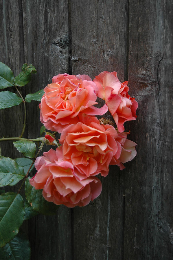 Westerland Roses Wooden Fence Photograph by Tom Wurl