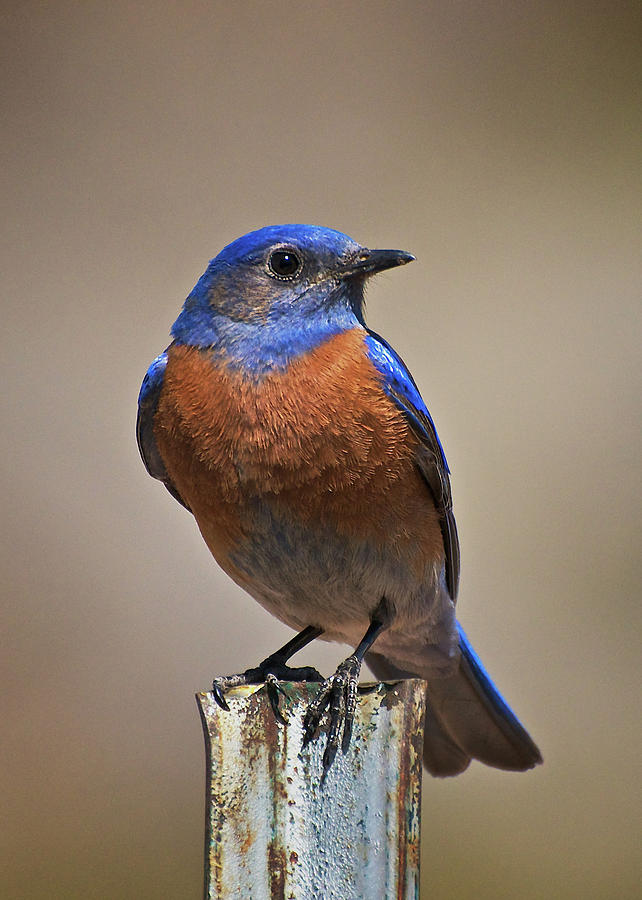 Western Bluebird Photograph by Britt Runyon