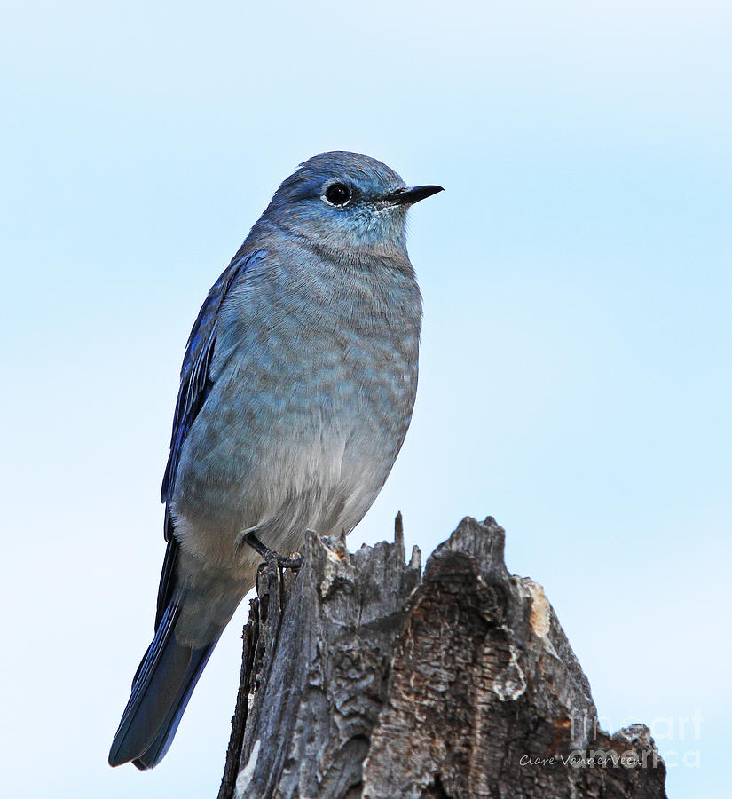 Western Bluebird Photograph by Clare VanderVeen