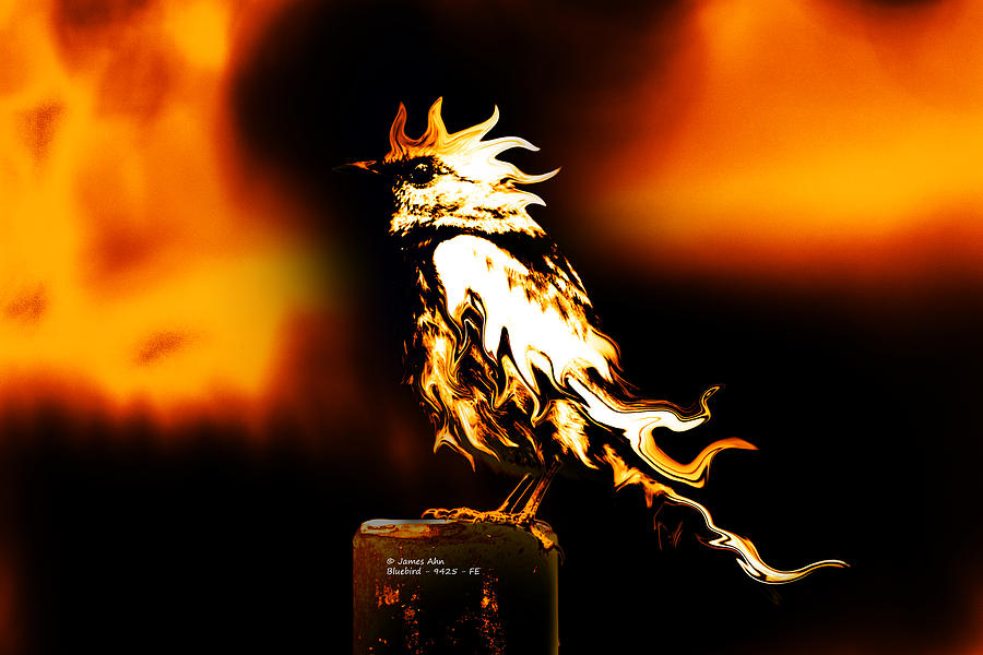 Western Bluebird Fire Digital Art by James Ahn