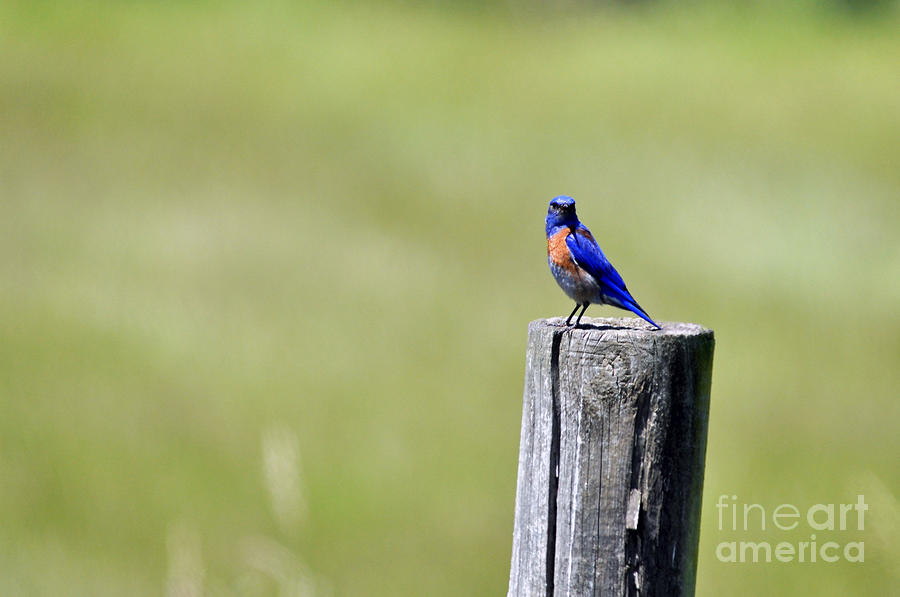 Western Bluebird Photograph by Laura Mountainspring