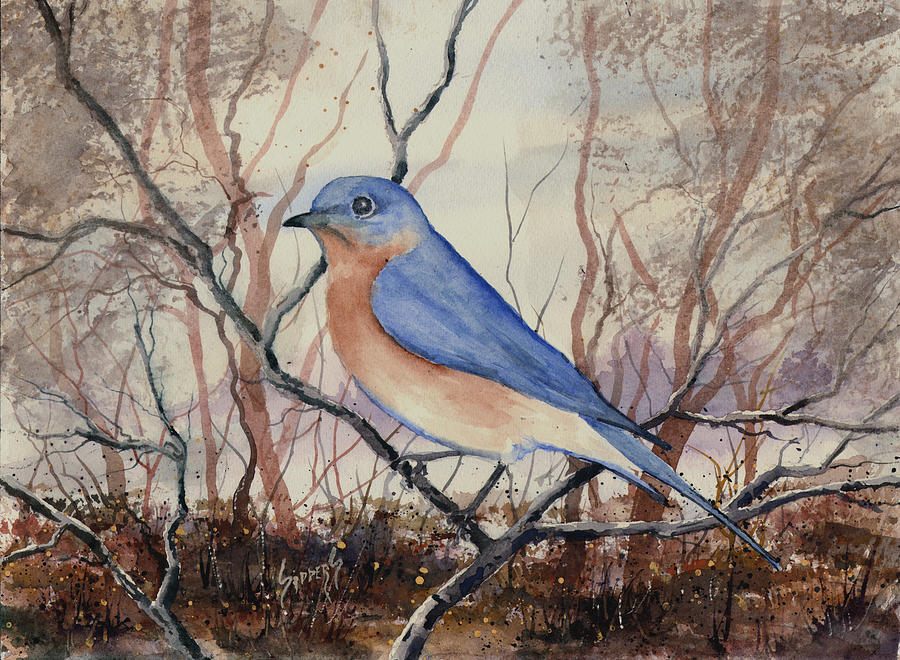 Western Bluebird Painting by Sam Sidders
