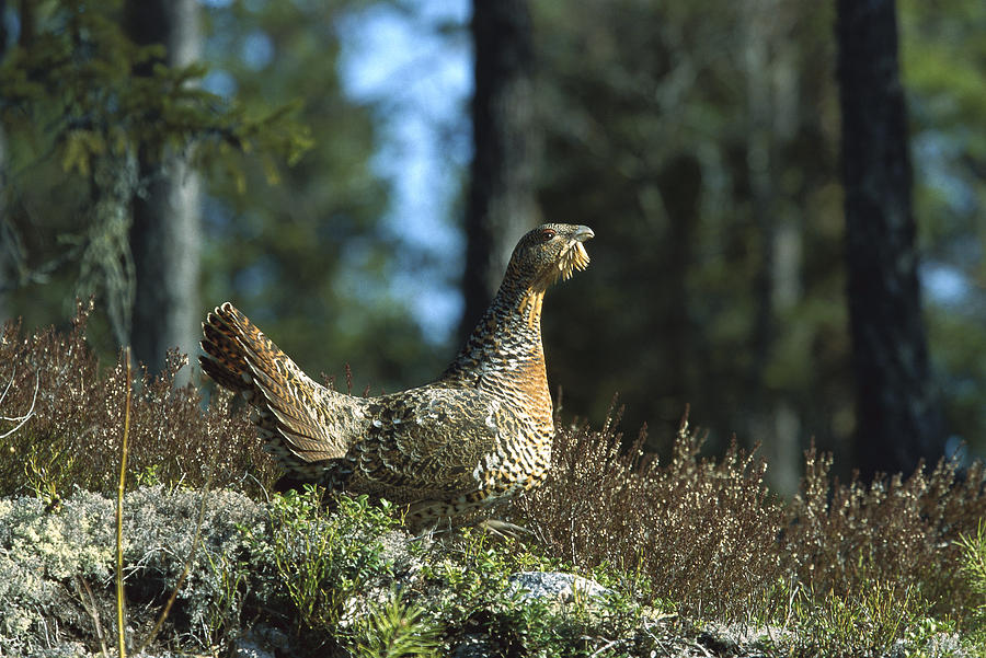 Western Capercaillie Tetrao Urogallus Photograph by Konrad Wothe