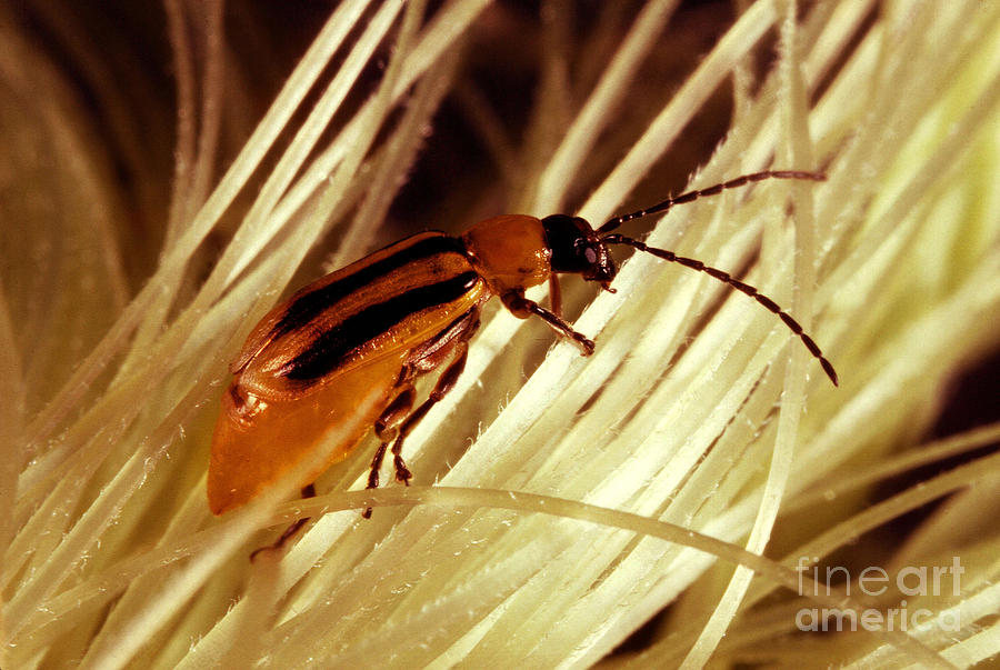 Western Corn Rootworm Beetle Photograph by Science Source
