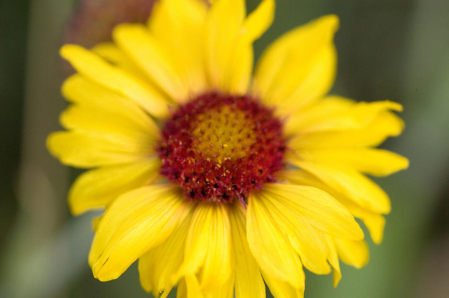 Western Daisy Glacier National Park Photograph by Rich Franco | Fine ...