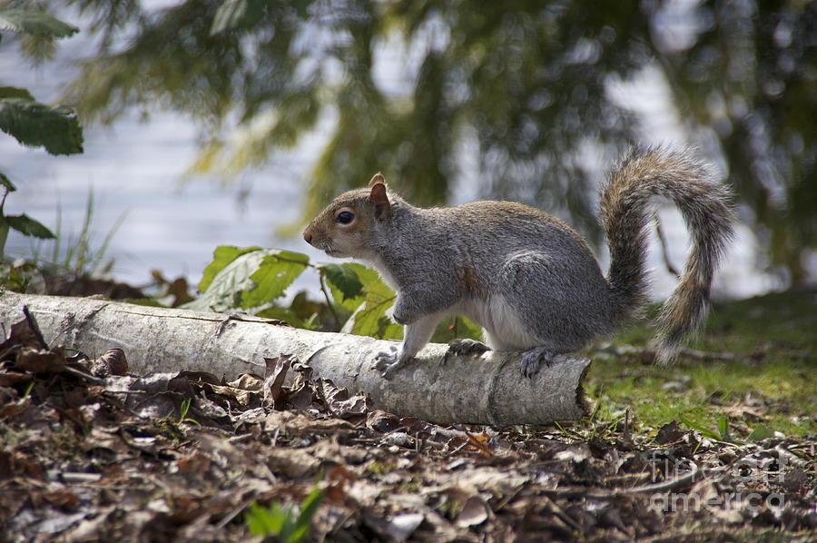 Western Gray Squirrel at Alert Photograph by Sean Griffin