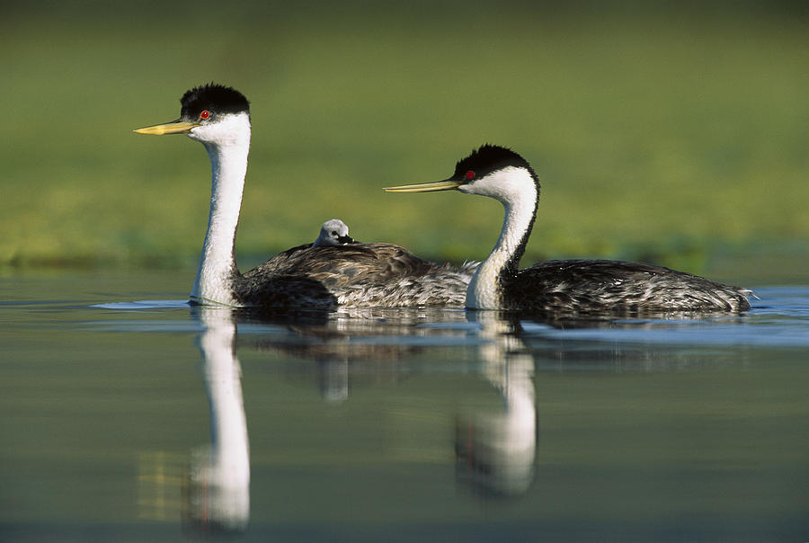 Western Grebe Couple With One Parent Photograph by Tim Fitzharris