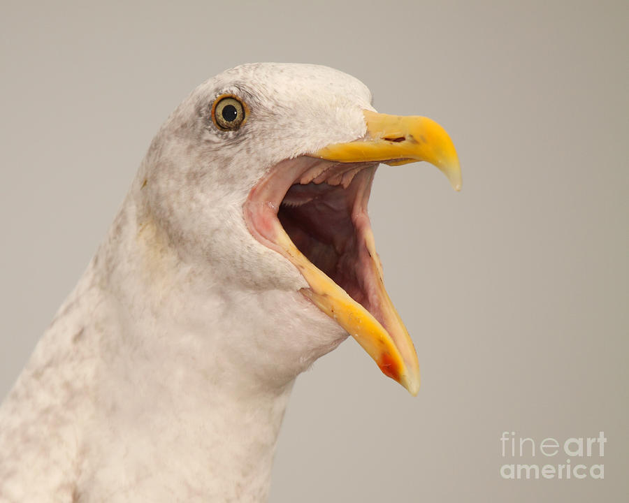 Western Gull Calling Loudly Photograph by Max Allen