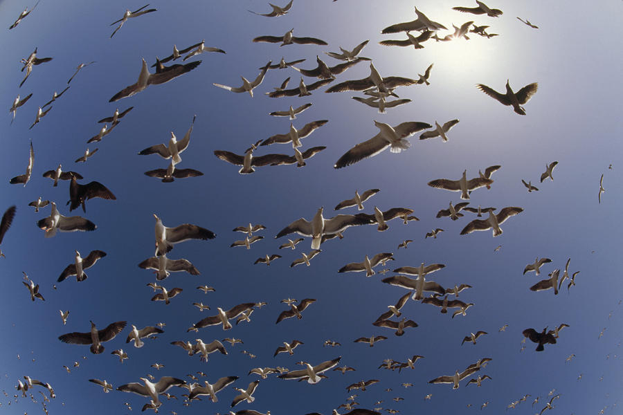 Western Gull Flock Flying North America Photograph by Tim Fitzharris