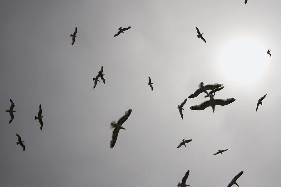 Western Gulls Flying Wilder Ranch State Photograph by Sebastian Kennerknecht