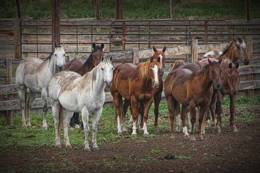 western-horses-corral-line-up-no-0632-photograph-by-randall-nyhof