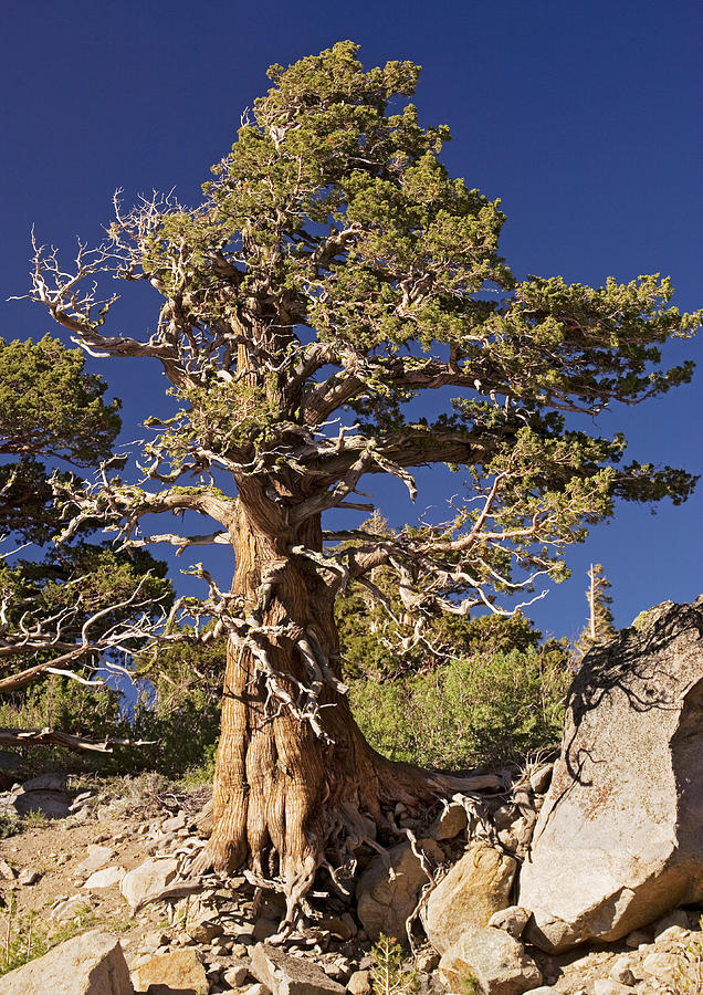 Western Juniper (juniperus Occidentalis) Photograph by Bob Gibbons